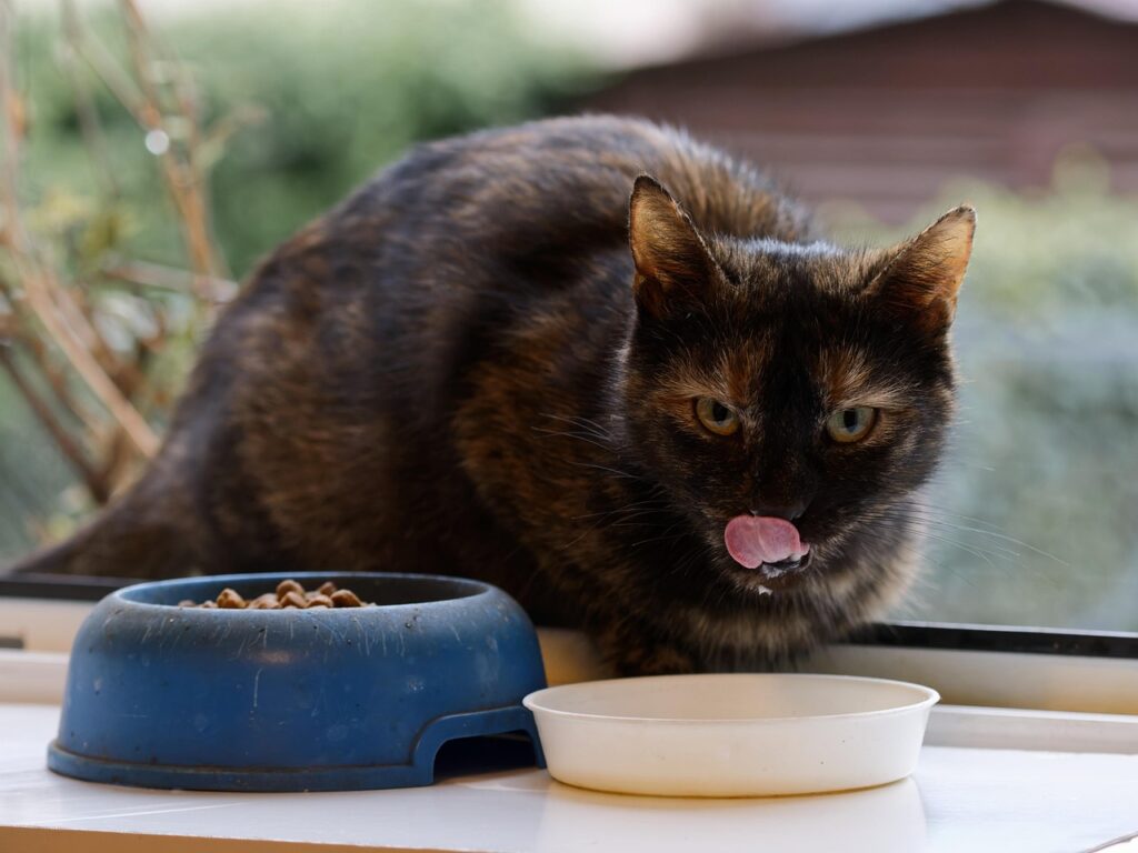 How Long Can Cat Food Sit Out