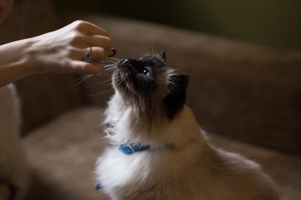 How Long Can Wet Cat Food Sit Out