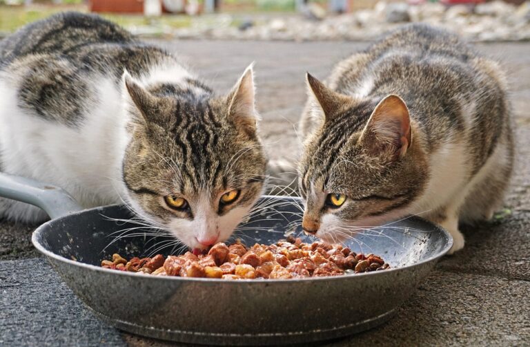 How Long Can Wet Cat Food Sit Out