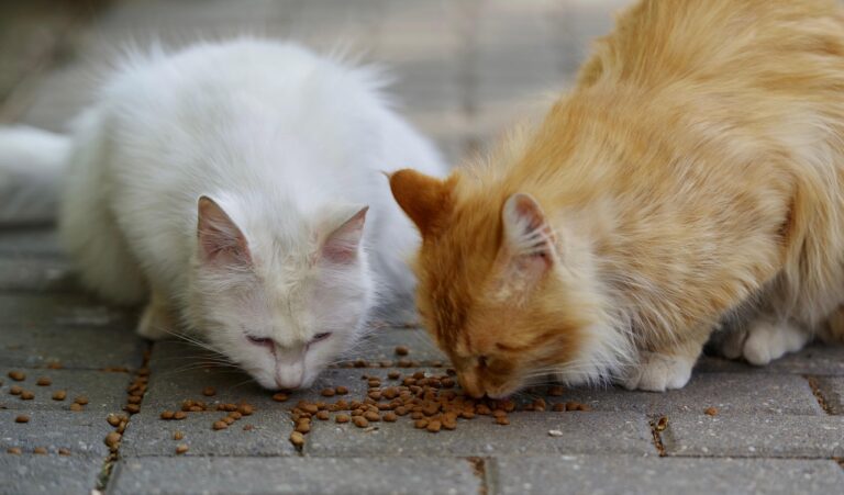 How Long Can You Leave Cat Wet Food Out