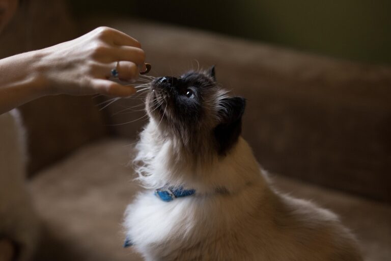 How Much Dry Food Should My Cat Eat