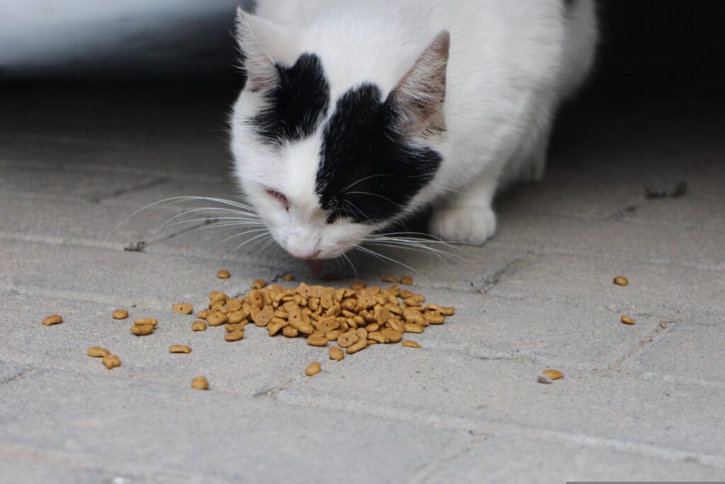 How Much Wet Cat Food Per Day