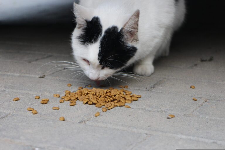 How Much Wet Cat Food Per Day