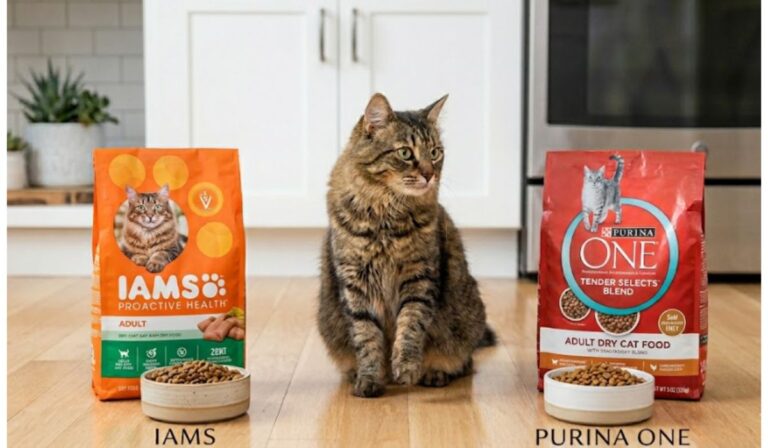 IAMS Vs Purina One Cat Food: My Honest Take