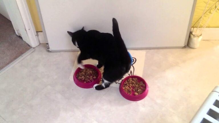 Why Does My Cat Cover Her Food
