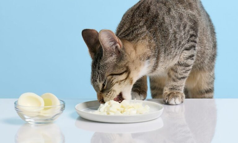 Why Do Cats Only Eat Chicken