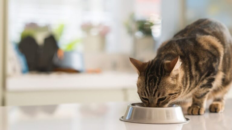 Why Does My Cat Eat So Fast
