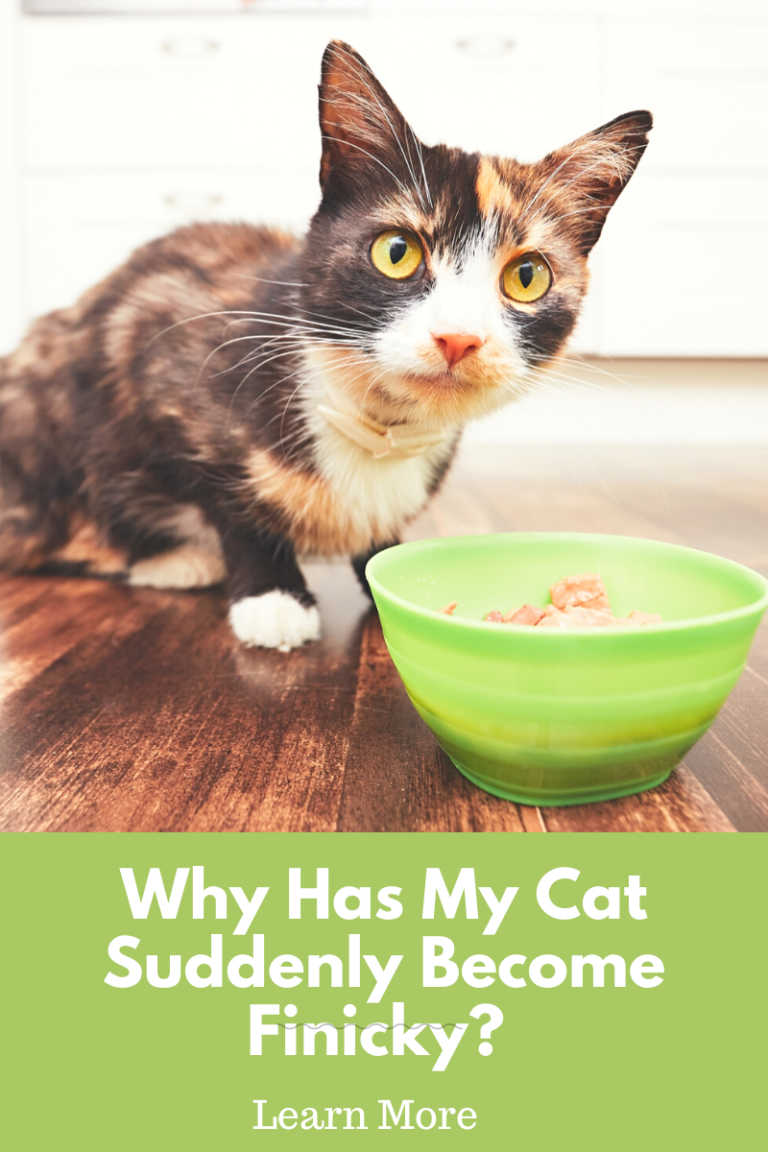 Why Is My Cat Suddenly Fussy With Food