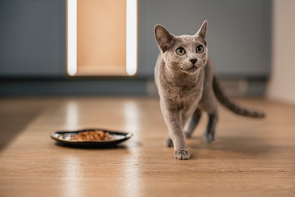Why Does My Cat Hate Wet Food