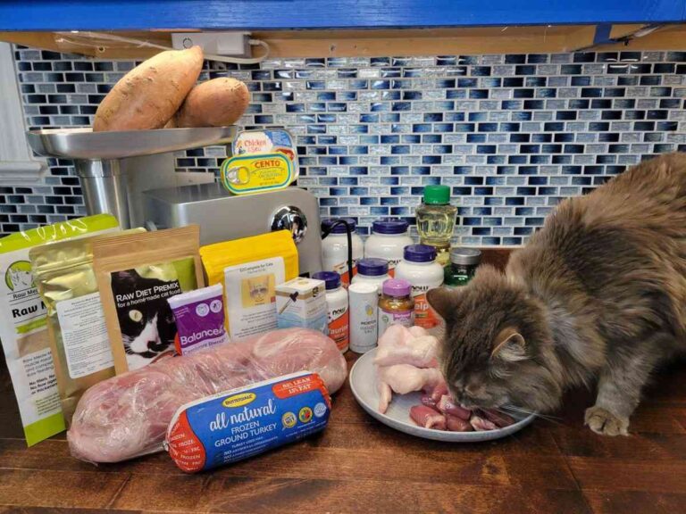 Why Do Cats Need Kitten Food