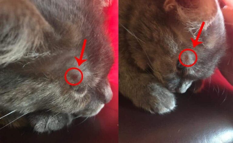 Why Does My Cat Have Dry Flaky Skin