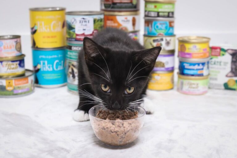 Why Does My Kitten Prefer Adult Cat Food