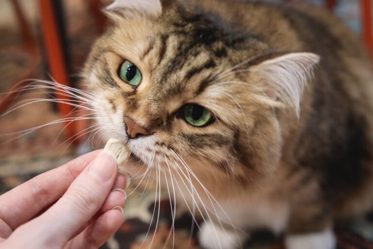 Why Does My Cat Beg For Food After Eating