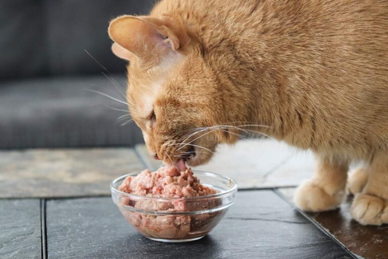 Why Do Cats Prefer Wet Food