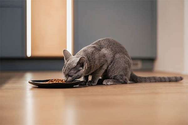 Why Is My Cat So Fussy With Food