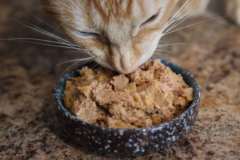 Why Does My Cat Only Eat Pate