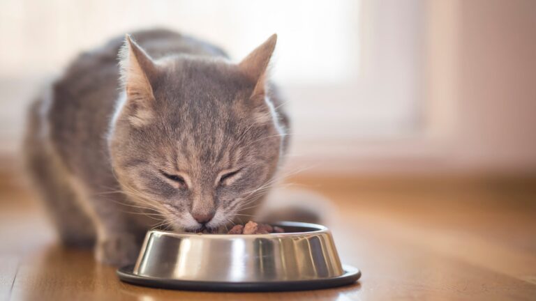 Why Do Adult Cats Eat Kitten Food