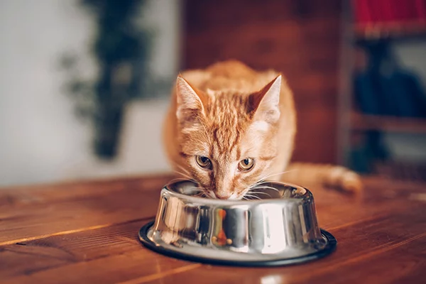 Why Does My Cat Eat But Lose Weight