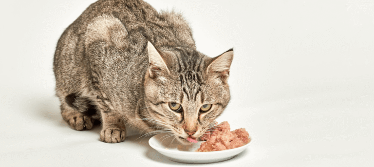 Why Do Cats Like Wet Food More Than Dry Food