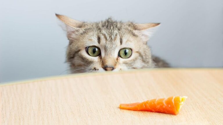 Why Do Cats Like Salmon