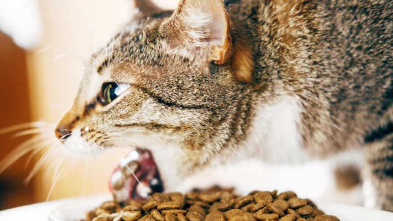 Why Does My Cat Vomit After Eating Dry Food