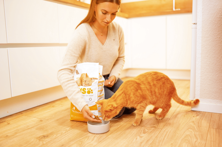 Why Should Cat Food Be Changed Gradually