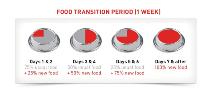Why Do You Have To Transition Cat Food Slowly