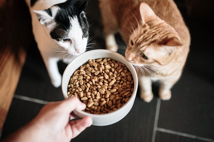 Why Does My Cat Get Diarrhea After Changing Food