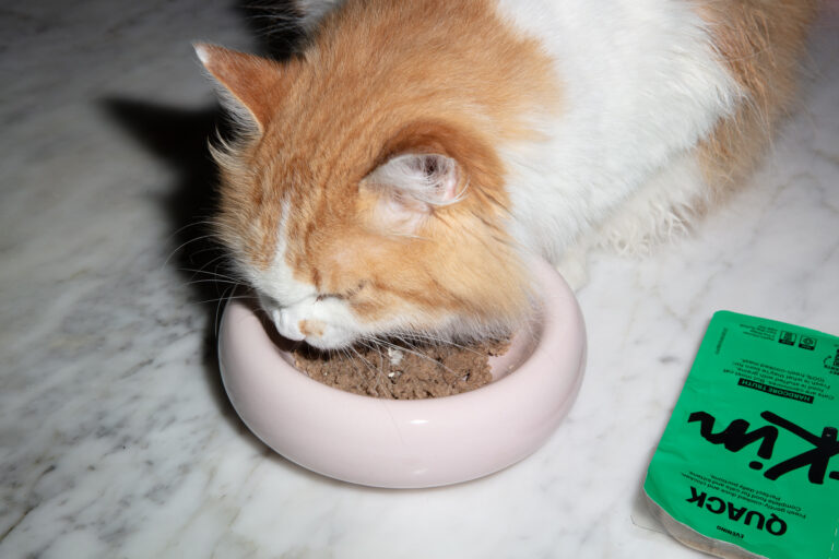 Why Is Kibble Bad For Cats