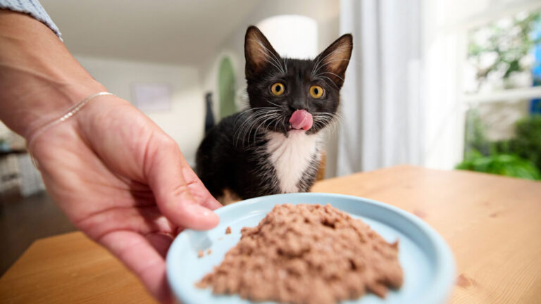 Why Is Kitten Food Different From Cat Food