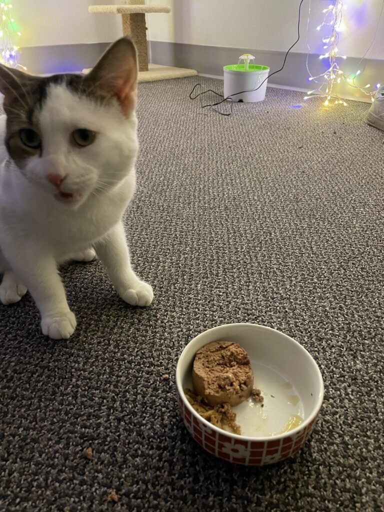 Why Does My Cat Take Food Out Of The Bowl