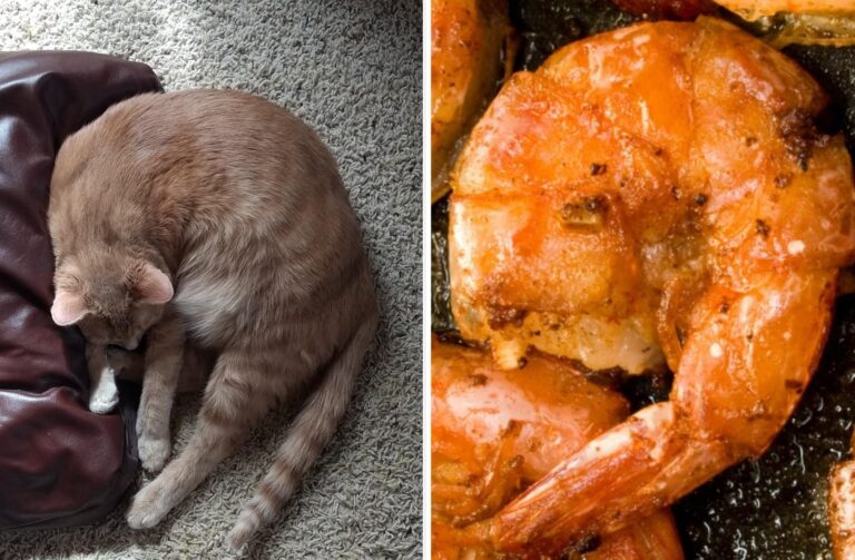 Why Do Cats Like Shrimp
