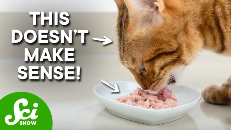 Why Do Cats Like Tuna So Much