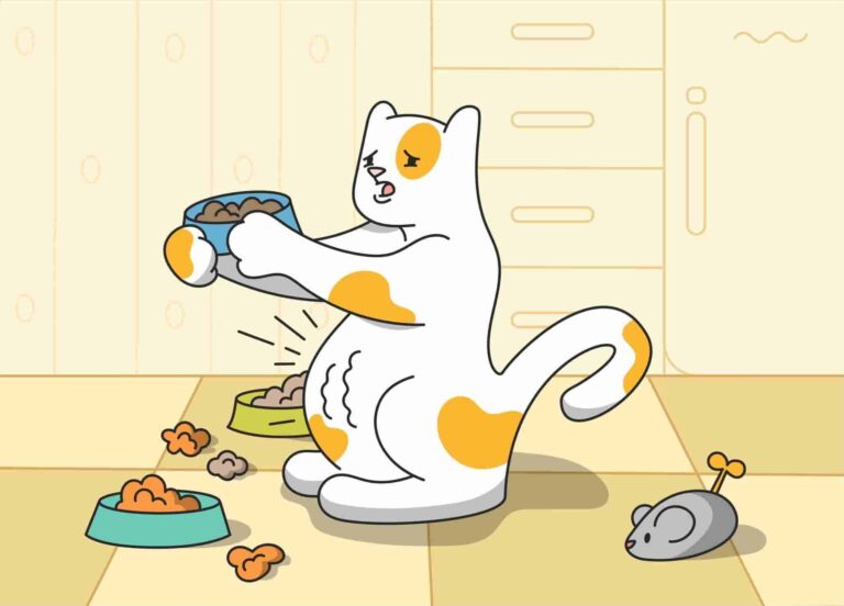 Why Does My Cat Act Hungry All The Time