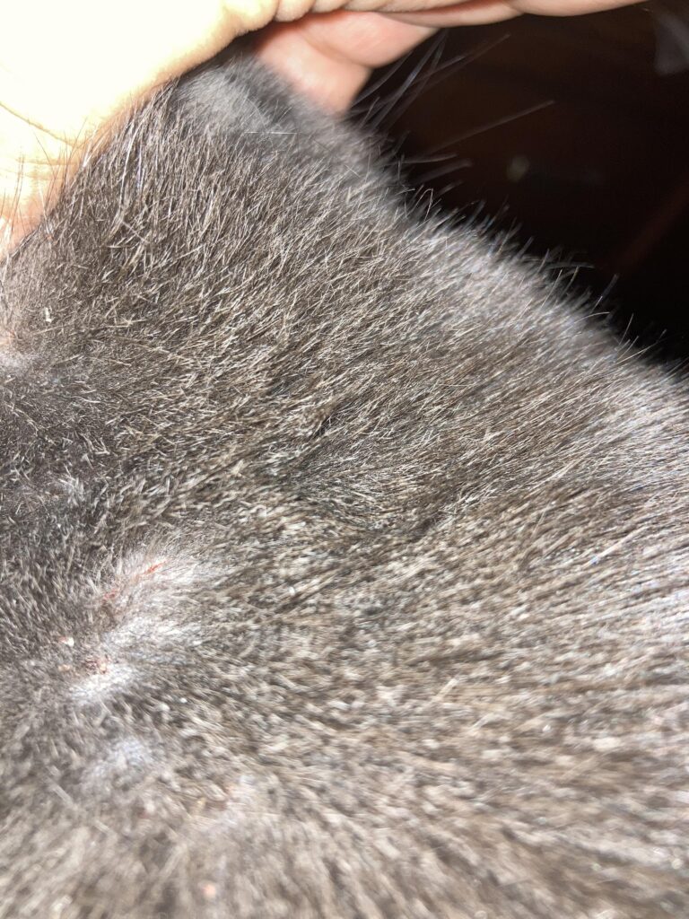 Why Does My Kitten Have Dry Skin