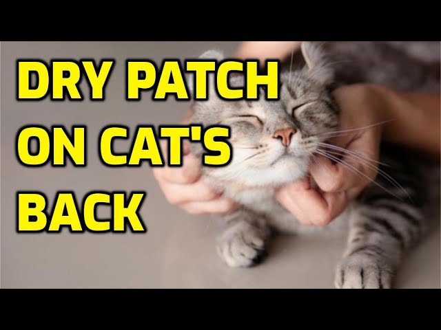 Why Does My Cat Have Dry Skin On Her Back
