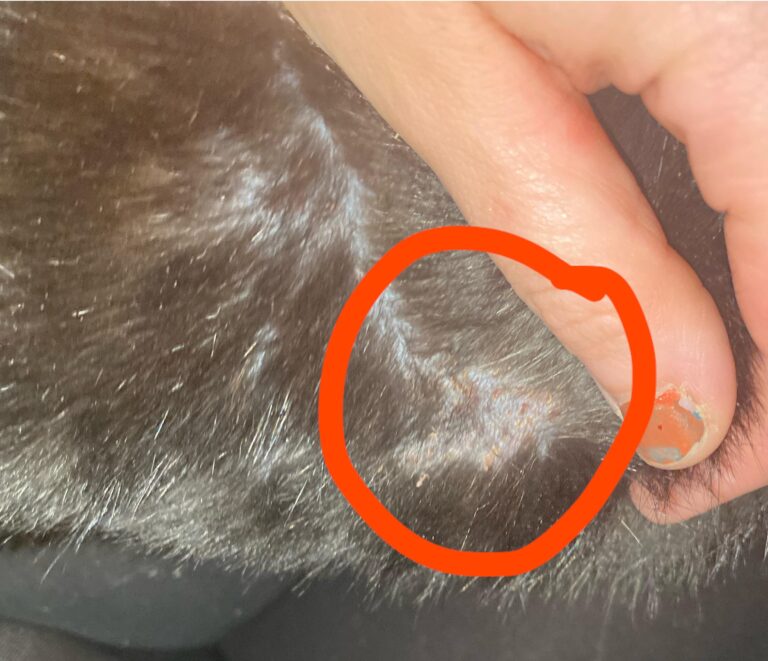 Why Does My Cat's Fur Feel Dry