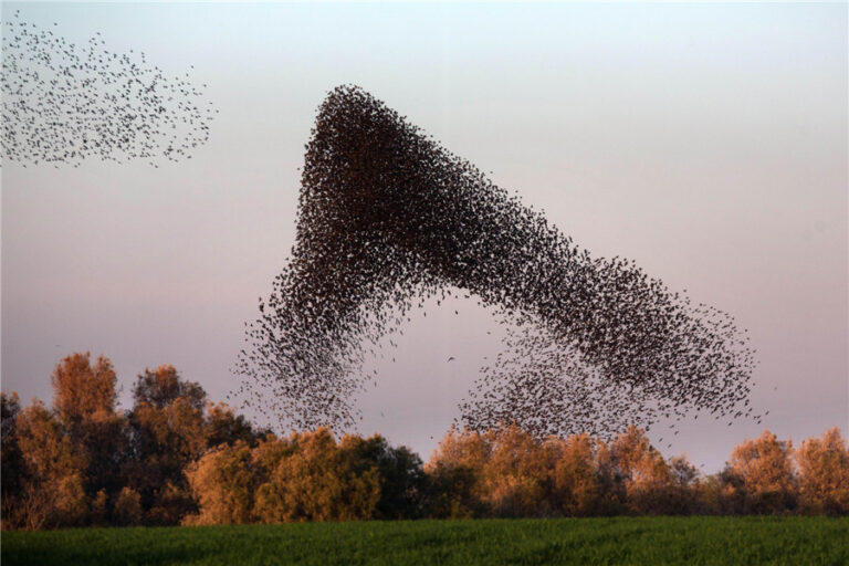 How Do Birds Fly In Formation