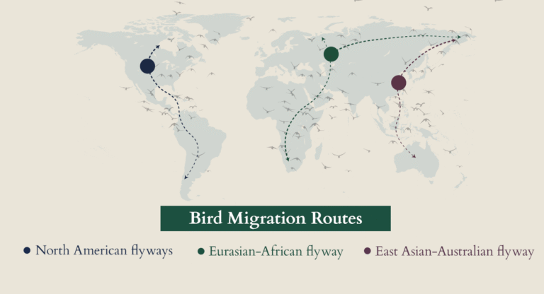 How Do Migratory Birds Navigate