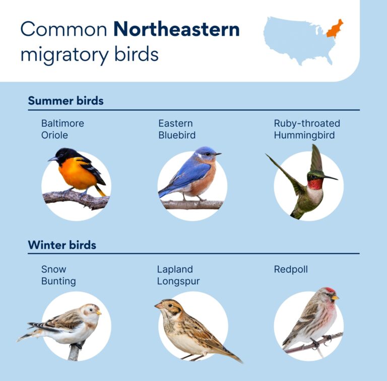 How Do Birds Know Where To Migrate