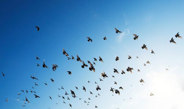How Far Do Birds Migrate