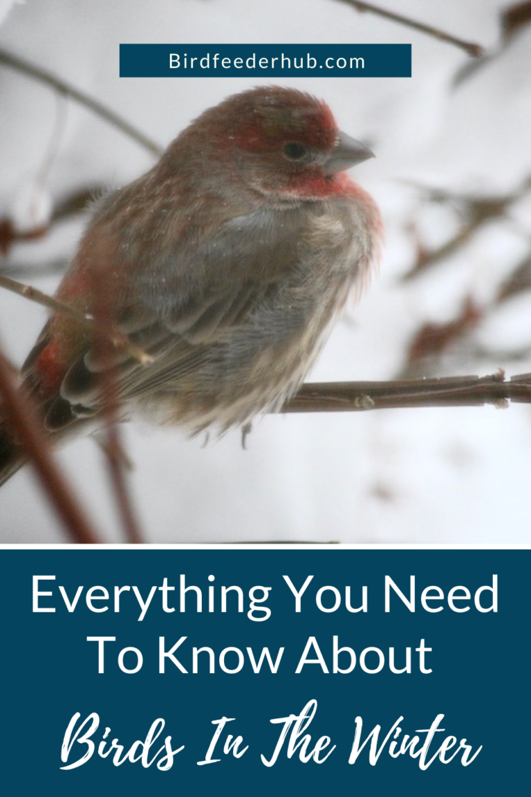 How Do Birds Survive Winter