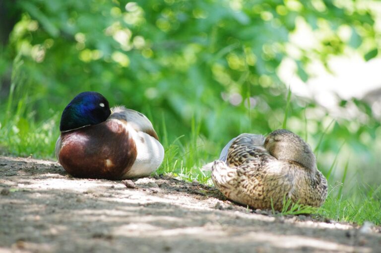 How To Make Birds Sleep