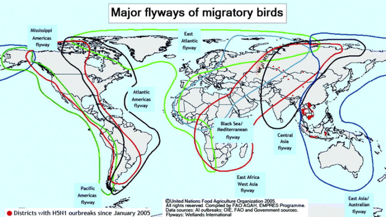 How To Track Bird Migration