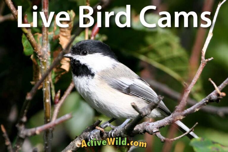 How Do Birds Live