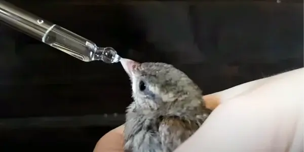 How Can I Help Birds