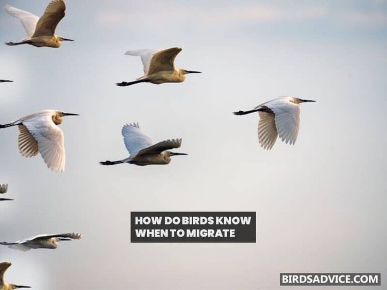 How Do Birds Remember Where To Migrate