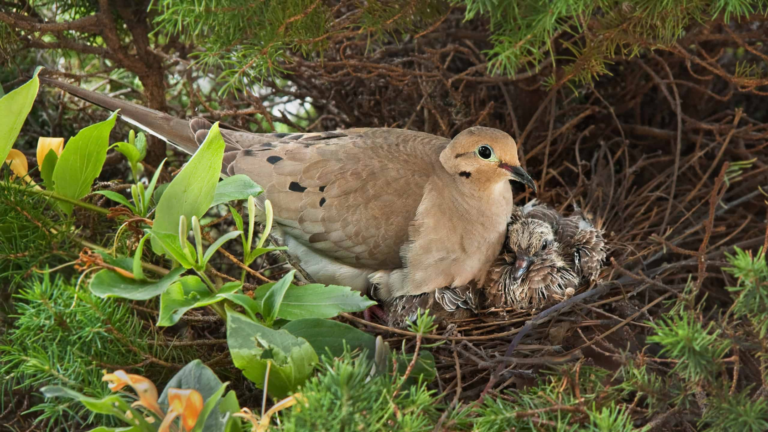 How Late Do Birds Stay Up