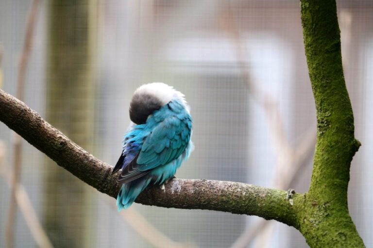 How Do Wild Birds Sleep