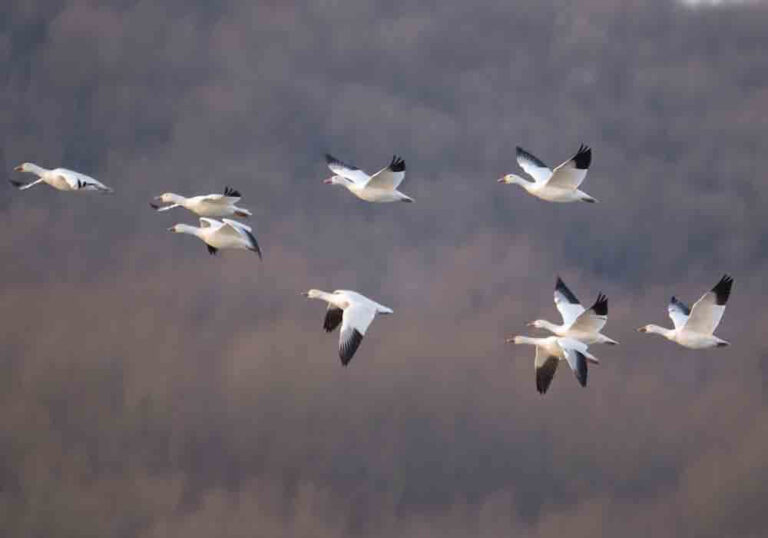 How Long Can Birds Fly
